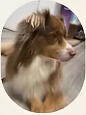 Purple, le chien mascotte de la pharmacie