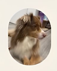Purple, mascotte